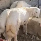 خرفان للبيع