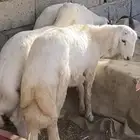 خرفان كفووو للبيع