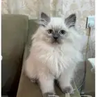 القط مات