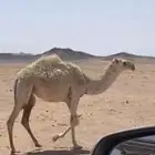 للبيع بكره طيبه