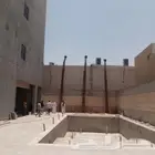 نخل واشنطن امريكي2025