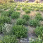 حناء مديني مطحون عدد50خيشة