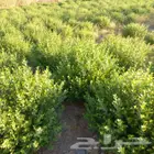 حناء مطحون انتاج مزرع ضواحي ينبع