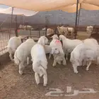 ذبيحتك نوصلها لي بيتك