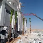 نخل واشنطن زينه للبيع