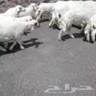 اعرض لكم طليان ورخل حري