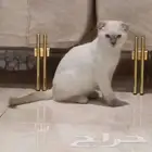 قطط سكوتش للبيع