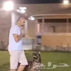 تدريب الكلاب وتعديل السلوك