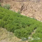 حناء المدينه ورق أو مطحون