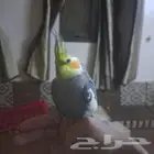 جوز كروان وليف الدوادمي