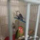 فروخ روز مفطومه غير اليفه