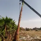 نخل واشنطونيا