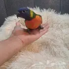 لوري نهايه فطام