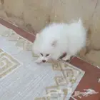 للبيع ع السوم كلب شواوا انثى العمر شهرين