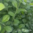 طن حناء ينبع مطحون