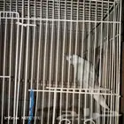 طير كروان أبيض للبيع معل قفص ول بياضا اخر 200