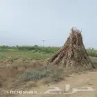 قصب ناشف نظيف تقريبا 2000محزم