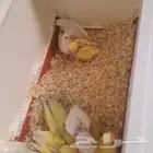 روز غر العمر شهر