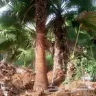نخل واشنطن