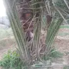 يوجد لدينا فراخه او فسائل خضري وفحلات وخلاص وصقعي