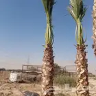واشنطونيا زينه امريكي