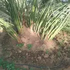 يوجد نخيل للبيع