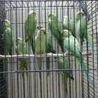 ببغاء دره للبيع