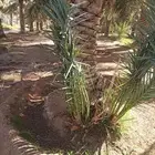 نخل للبيع