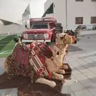 اجار جمال رحول وخيل عربية اصيلة