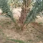 نخيل مثمر للبيع صقعي سكري اخلاص هلالي مجدوله شيشي شبيبي