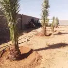 نقايل وجثايث طيبات