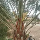 نخيل مثمر للبيع صقعي سكري اخلاص هلالي مجدوله شيشي زاملي
