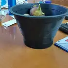 سطول رطب