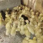 بط بكيني العدد مفتوح