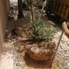 خلع شجر وتكريب نخيل وخلع فسايل