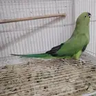 أنثى دره هندي منتجه