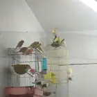 طيور الكناري
