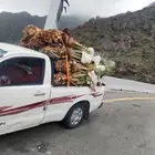 يوجد لدينا جميع انواع النخيل بمقاسه المختلف