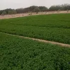 اشراف على المزارع