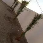 يوجد لدينا جميع انواع النخيل العربي