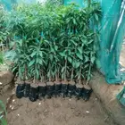 مشاتل جازان صبياء