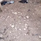 بط مسكوفي بياض العدد 20 حبة
