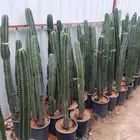 صبارطويل وعمه القاضي وجميع الانواع