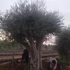 توريداشجار زيتون
