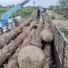 توريد وزراعة جميع انواع النخيل العربي و الوشنطونيا والأشجار