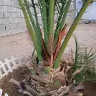 للبيع نخله تلقيح للجميع النخيل