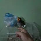 فرج مينو يقبل الغر على السوم