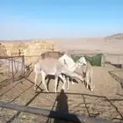 لقايا البكار للتدريب مهجنات