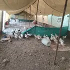 خيمه 24 6 للاغنام دجاج بط