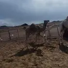 تم للبيع بكره بنت ولد شاهين الجهراء ومها بنت ولد حبيب